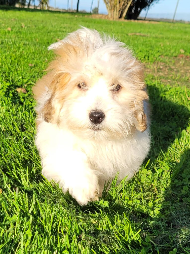 Des marais de courmont - Chiot disponible  - Coton de Tulear