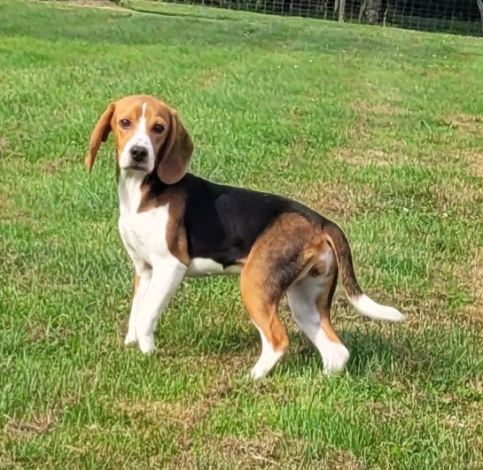 Des marais de courmont - Chiot disponible  - Beagle