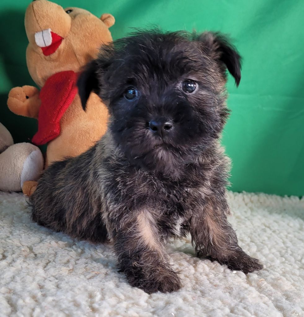 Des marais de courmont - Chiot disponible  - Cairn Terrier