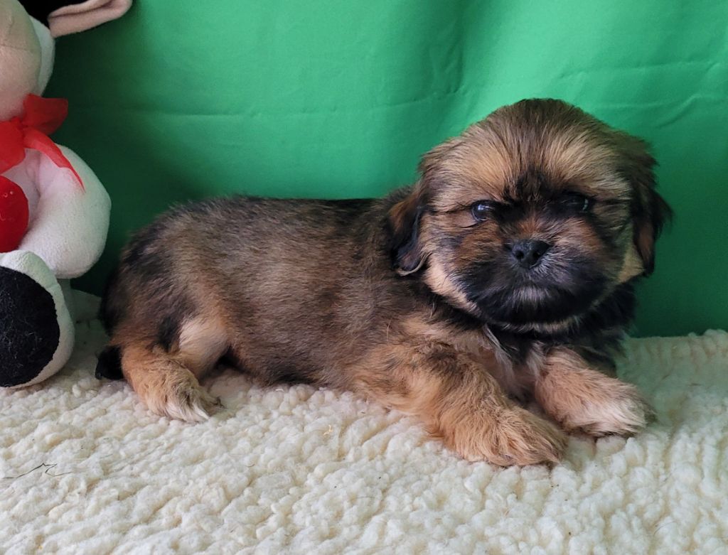 Des marais de courmont - Chiot disponible  - Lhassa Apso