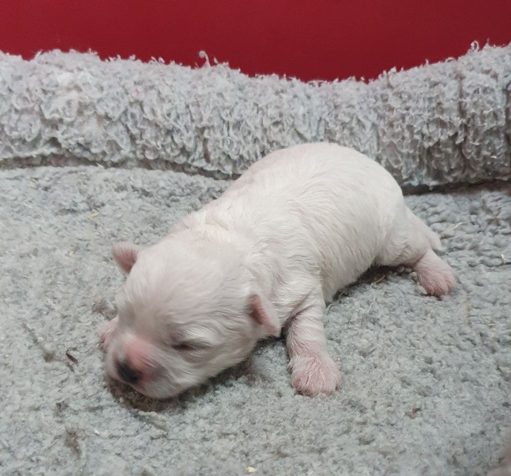 Des marais de courmont - Chiot disponible  - Bichon Frise