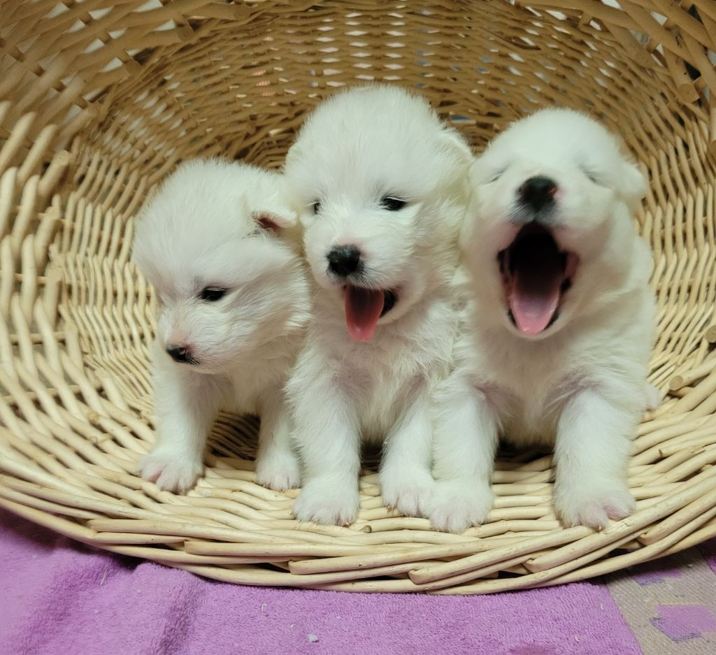 Des marais de courmont - Chiot disponible  - Samoyède