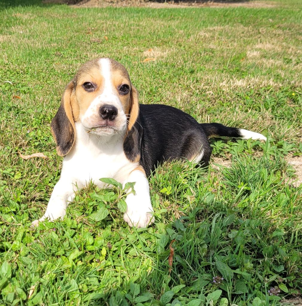 Des marais de courmont - Chiot disponible  - Beagle