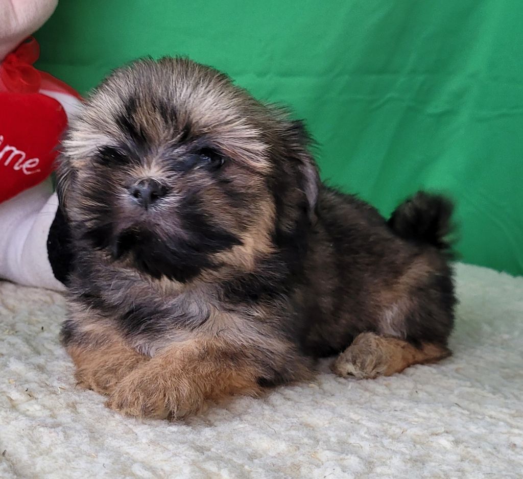 Des marais de courmont - Chiot disponible  - Lhassa Apso