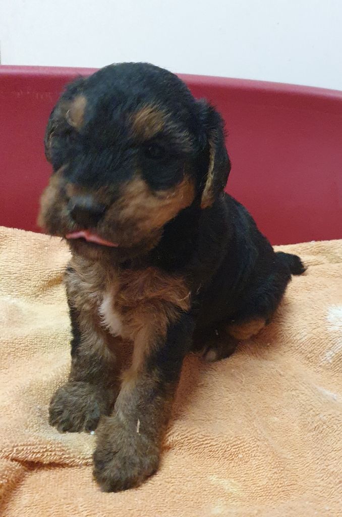 Des marais de courmont - Chiot disponible  - Welsh Terrier