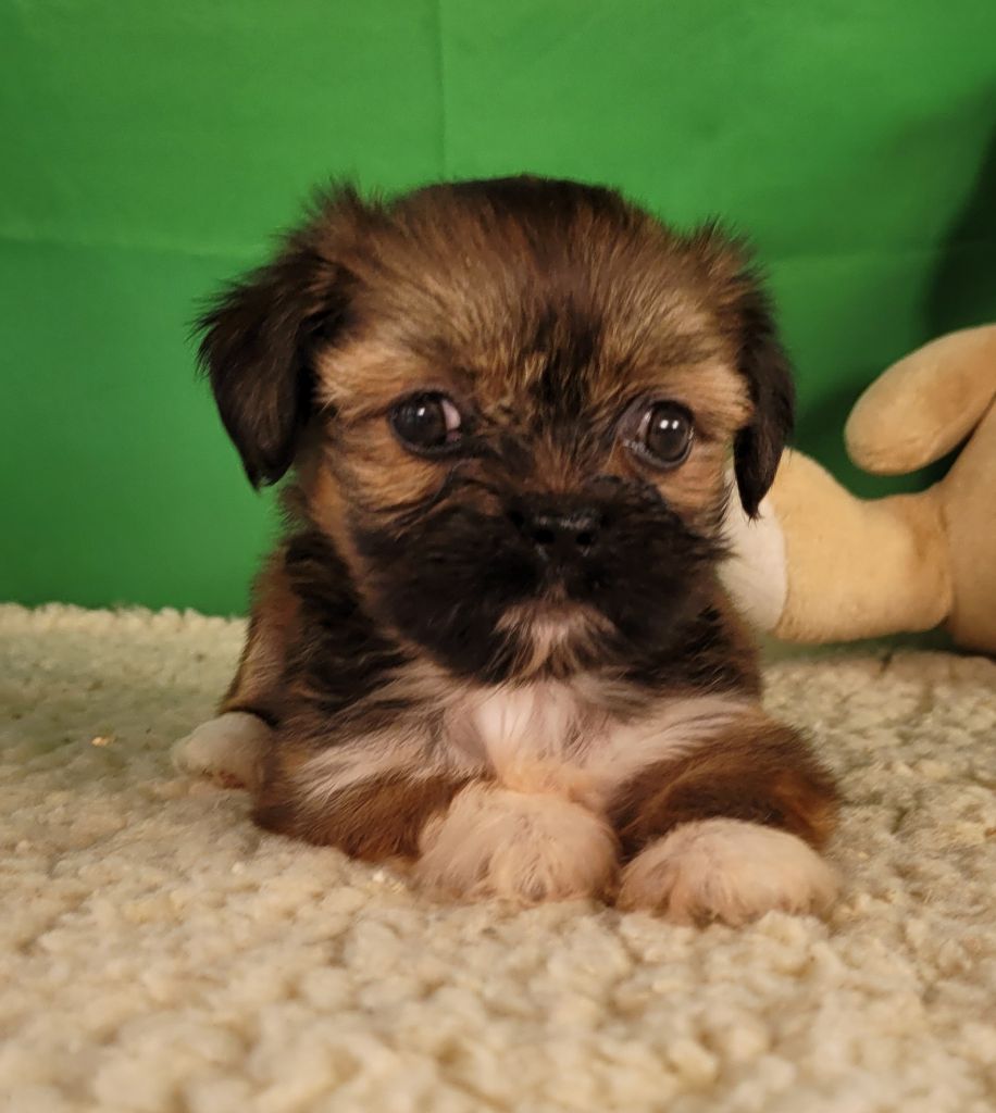 Des marais de courmont - Chiot disponible  - Lhassa Apso