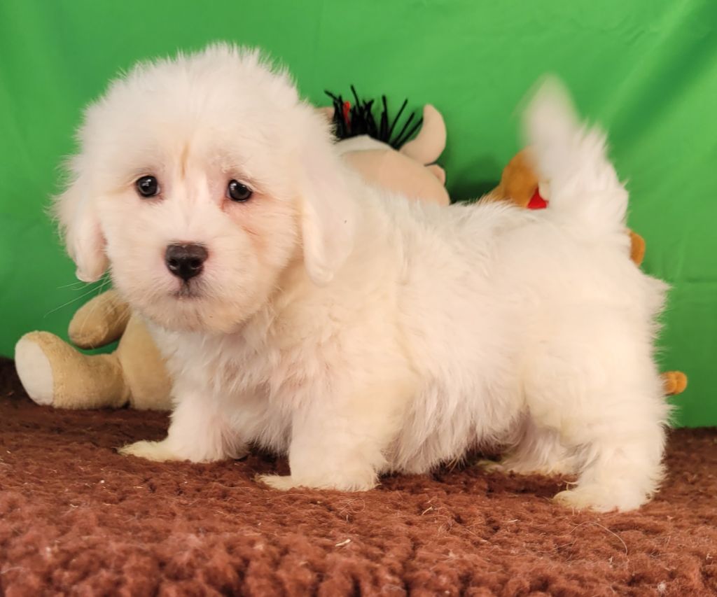 Des marais de courmont - Chiot disponible  - Coton de Tulear