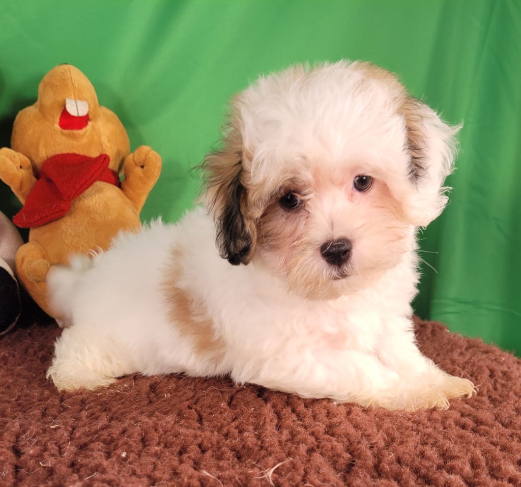 Des marais de courmont - Chiot disponible  - Coton de Tulear