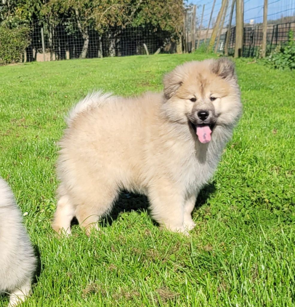 Des marais de courmont - Chiot disponible  - Eurasier