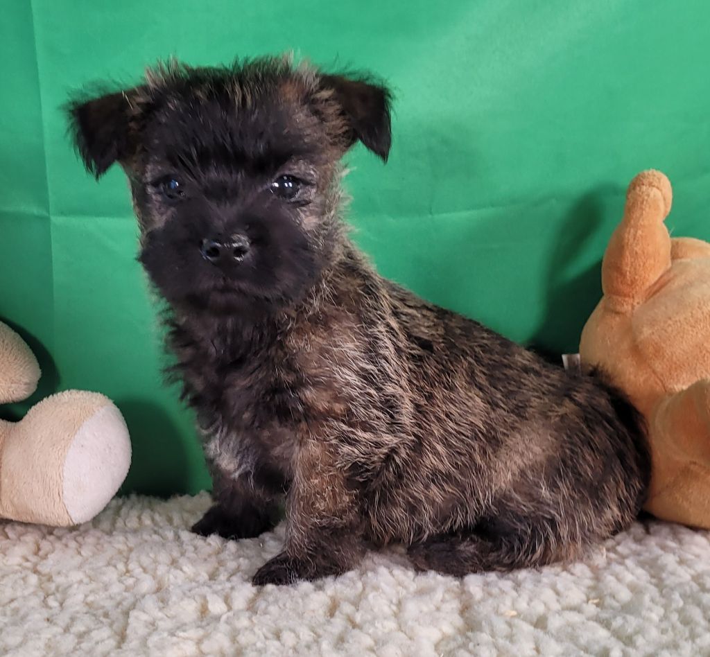 Des marais de courmont - Chiot disponible  - Cairn Terrier