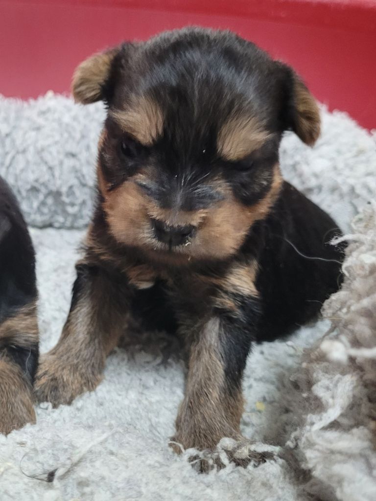 Des marais de courmont - Chiot disponible  - Yorkshire Terrier