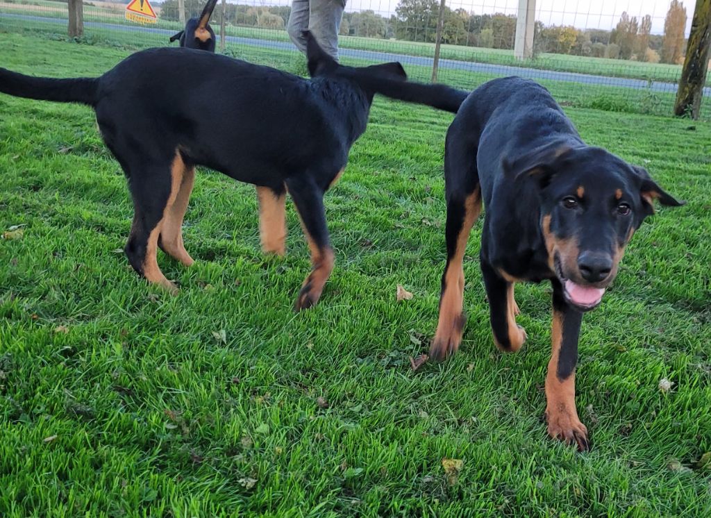 Des marais de courmont - Chiot disponible  - Berger de Beauce