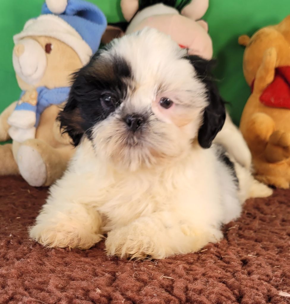 Des marais de courmont - Chiot disponible  - Shih Tzu