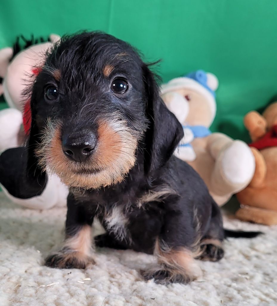 Des marais de courmont - Chiot disponible  - Teckel poil dur