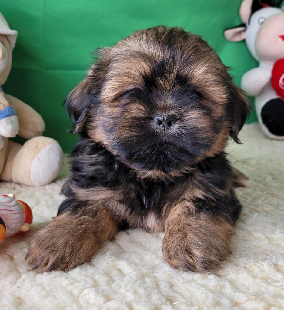 Des marais de courmont - Chiot disponible  - Lhassa Apso