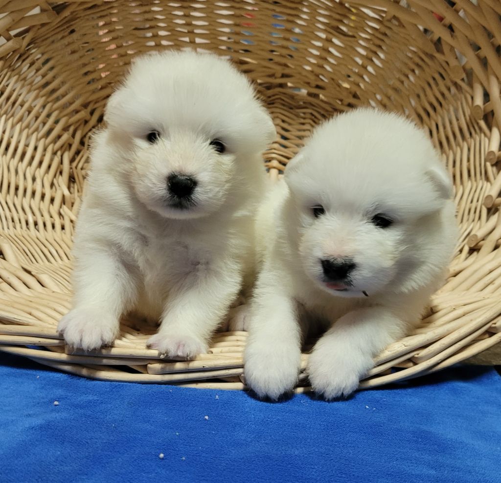 Des marais de courmont - Chiot disponible  - Samoyède