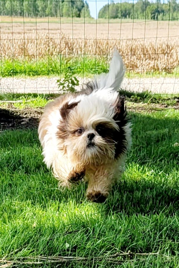 Des marais de courmont - Chiot disponible  - Shih Tzu