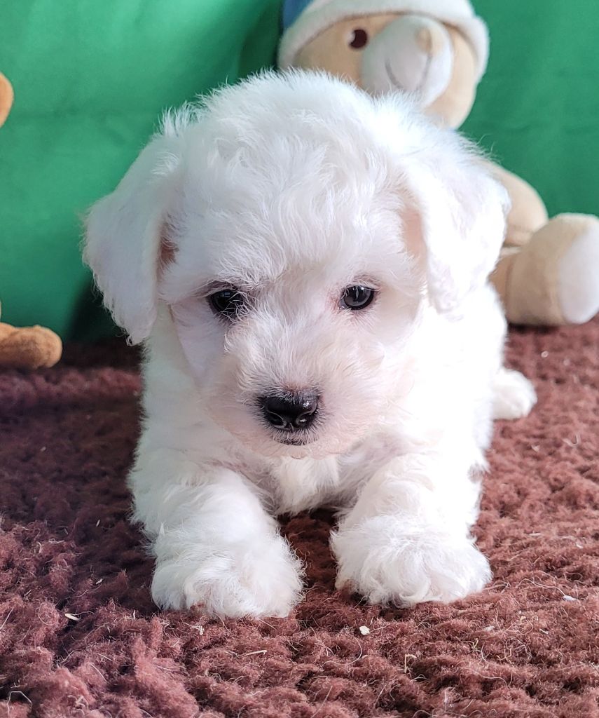 Des marais de courmont - Chiot disponible  - Bichon Frise