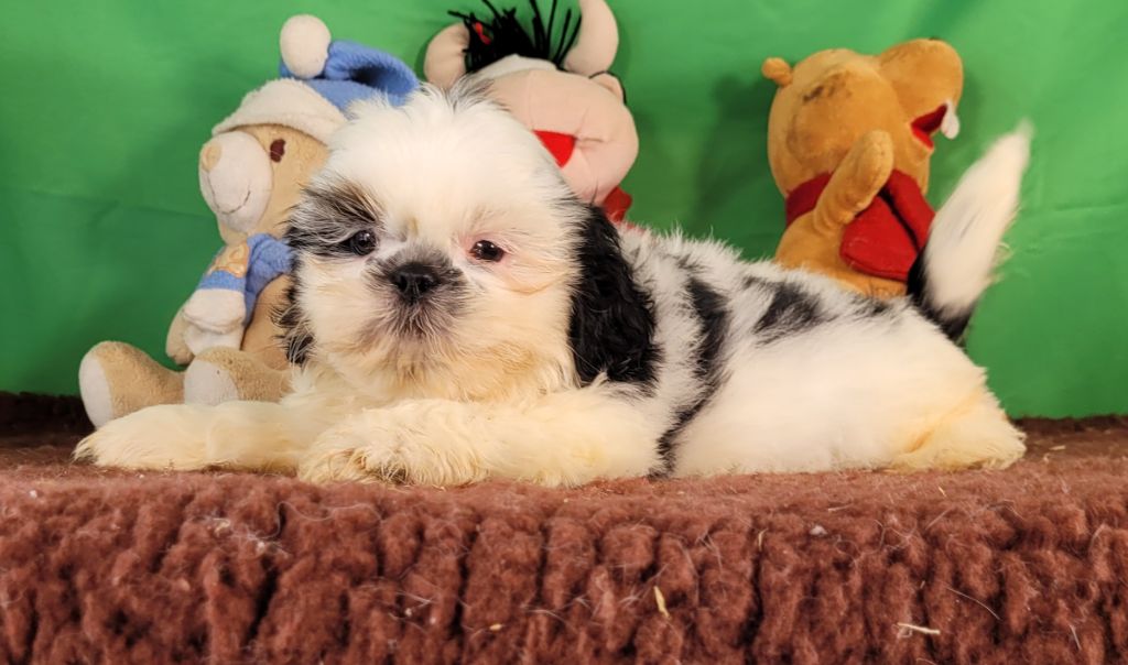 Des marais de courmont - Chiot disponible  - Shih Tzu