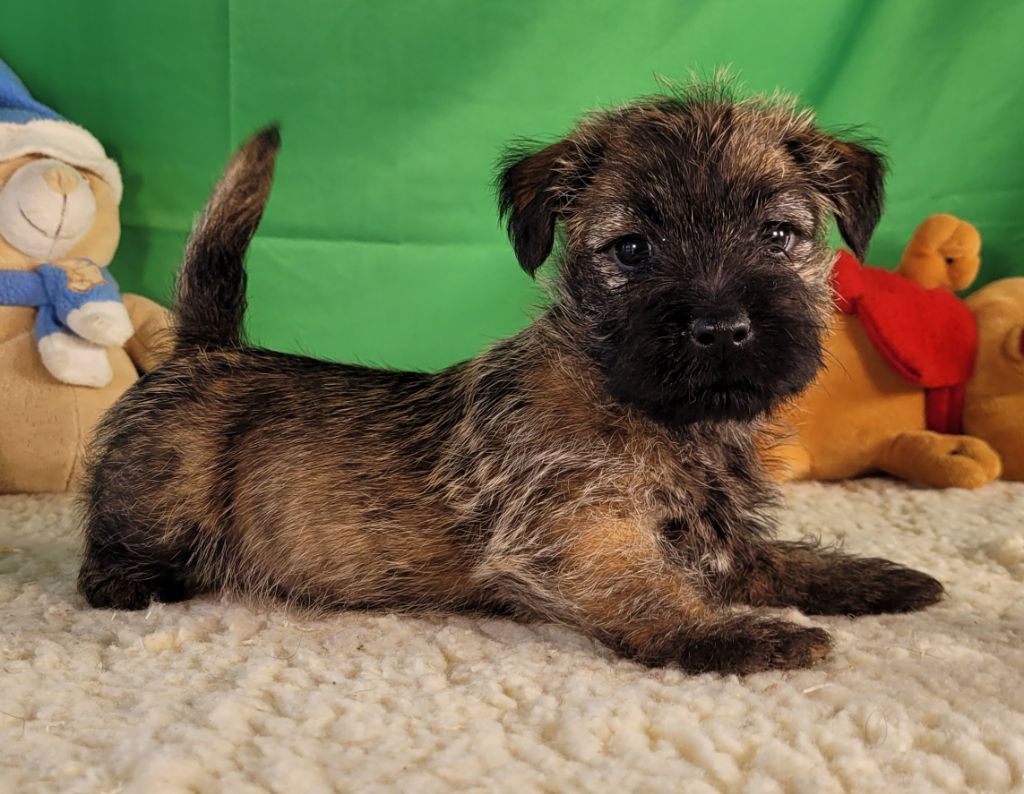 Des marais de courmont - Chiot disponible  - Cairn Terrier