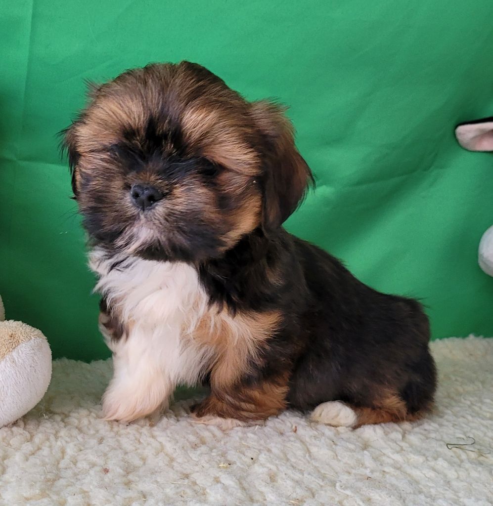 Des marais de courmont - Chiot disponible  - Lhassa Apso