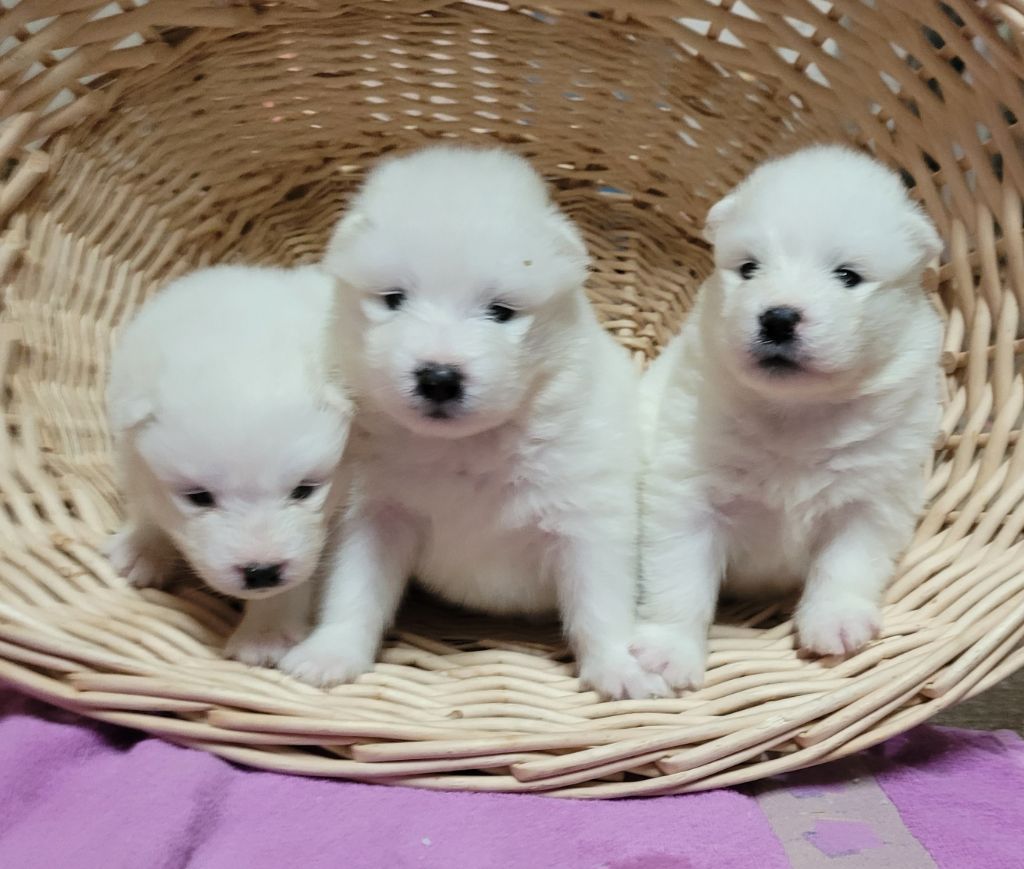 Des marais de courmont - Chiot disponible  - Samoyède