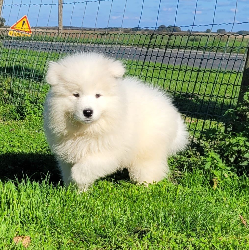 Des marais de courmont - Chiot disponible  - Samoyède