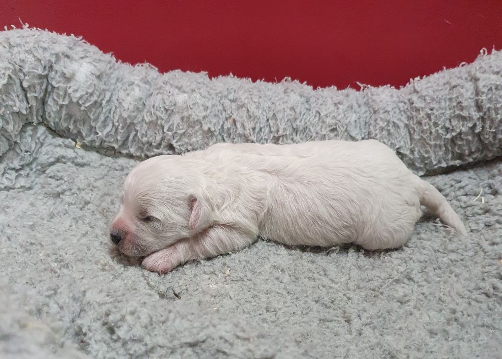 Des marais de courmont - Chiot disponible  - Bichon Frise