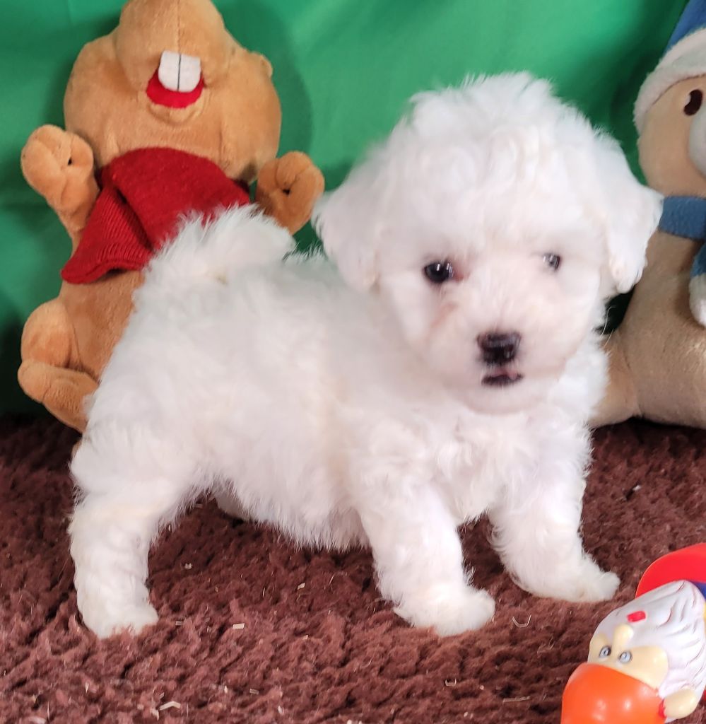 Des marais de courmont - Chiot disponible  - Bichon Frise