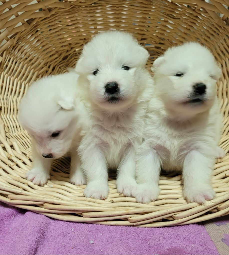 Des marais de courmont - Chiot disponible  - Samoyède