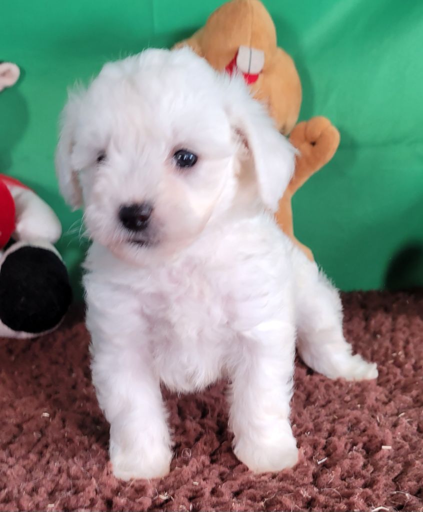 Des marais de courmont - Chiot disponible  - Bichon Frise