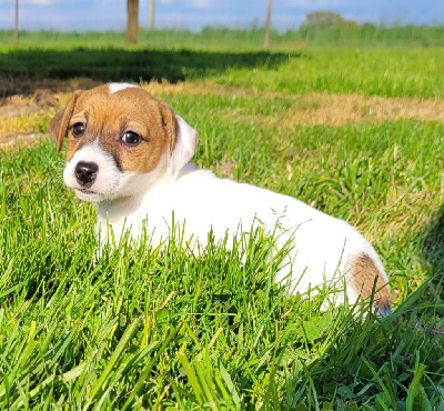 Des marais de courmont - Jack Russell Terrier - Portée née le 19/02/2024