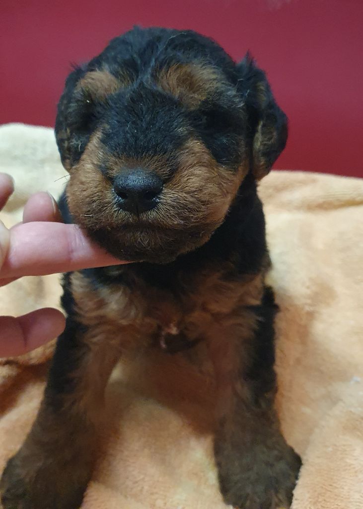 Des marais de courmont - Chiot disponible  - Welsh Terrier