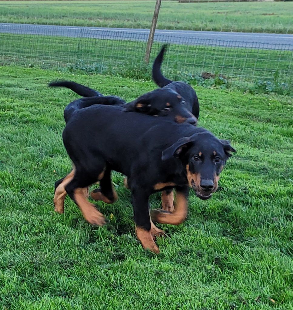 Des marais de courmont - Chiot disponible  - Berger de Beauce