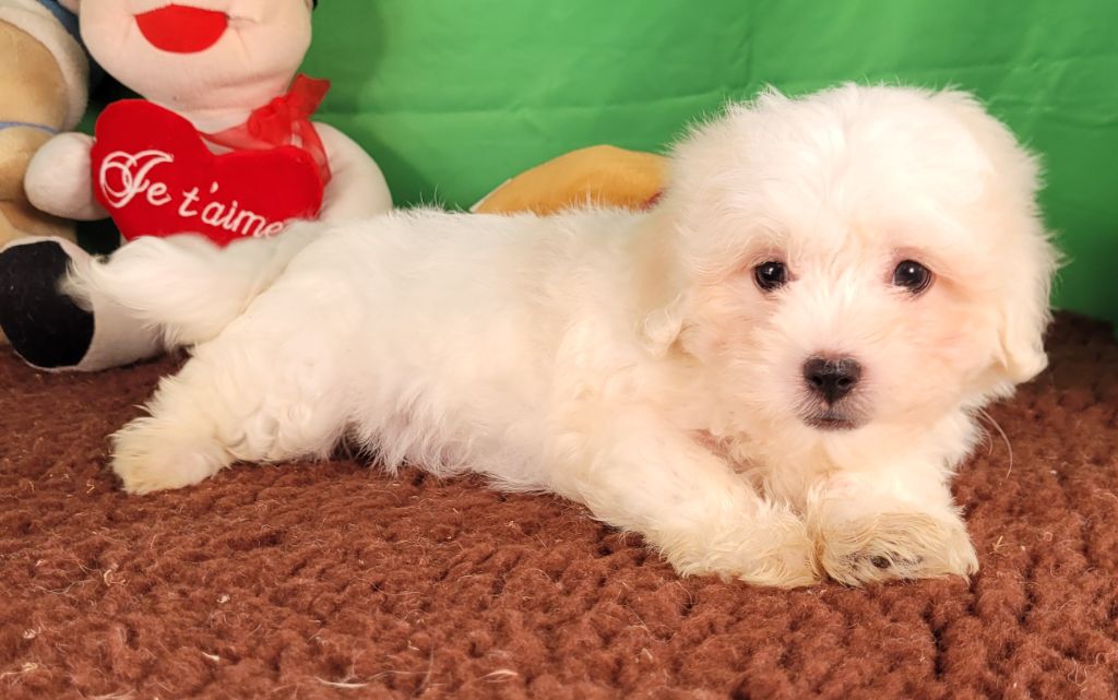 Des marais de courmont - Chiot disponible  - Coton de Tulear