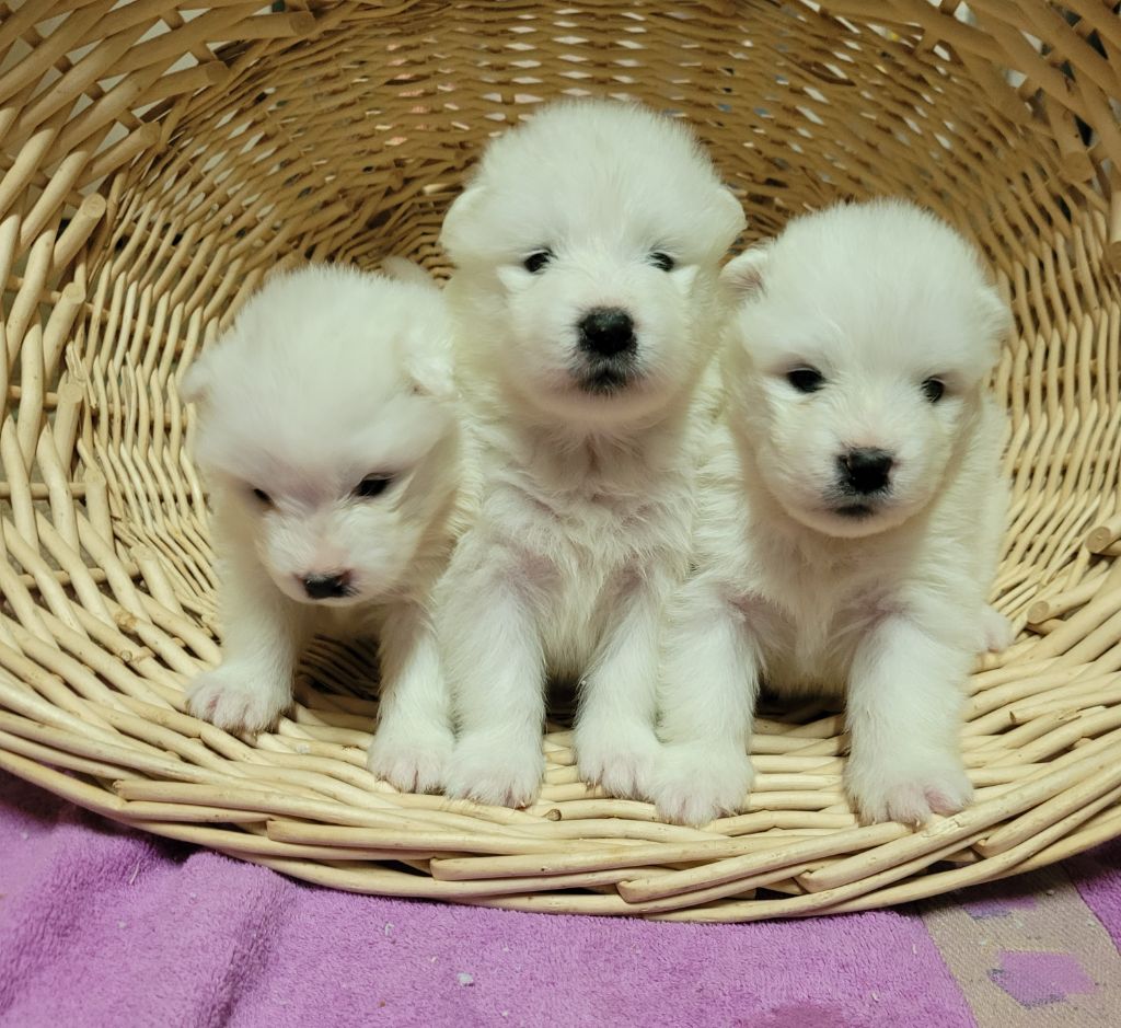 Des marais de courmont - Chiot disponible  - Samoyède