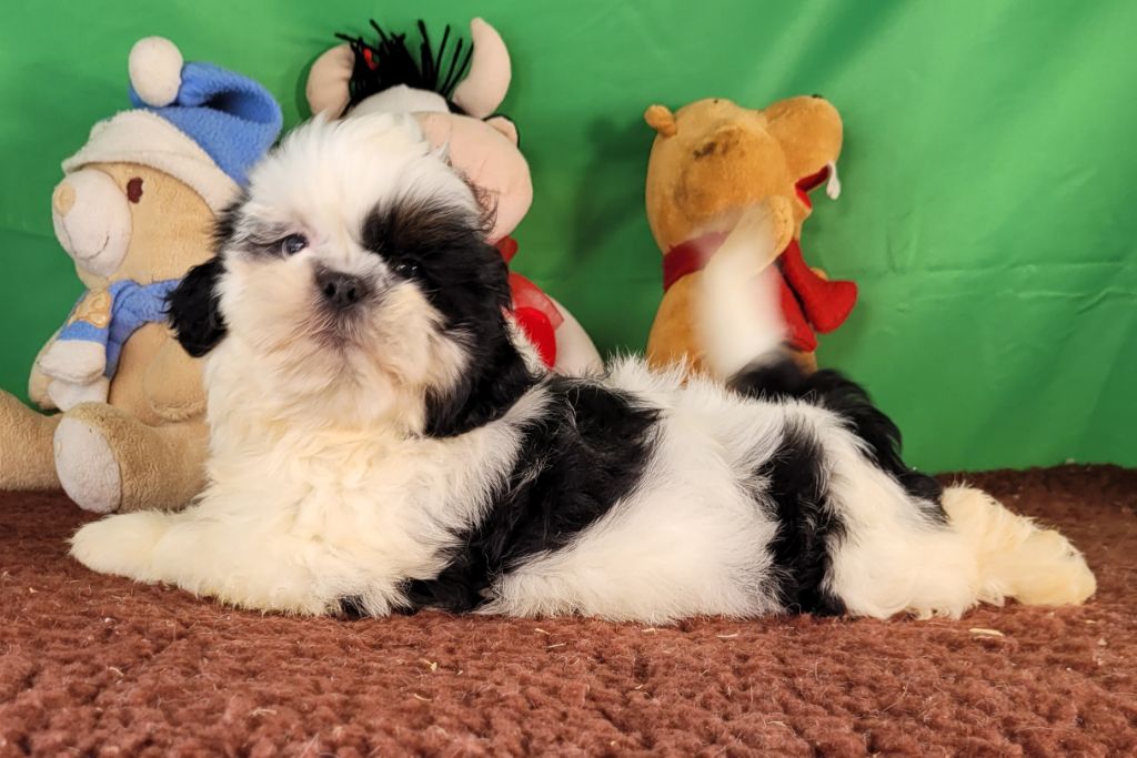 Des marais de courmont - Chiot disponible  - Shih Tzu