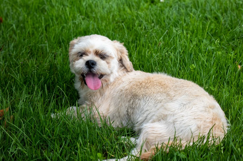 Les Lhassa Apso de l'affixe Des marais de courmont