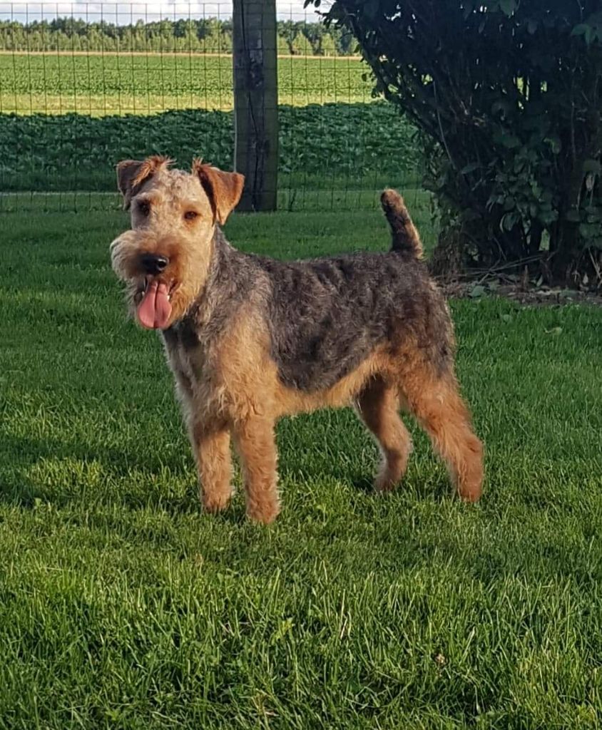 Les Welsh Terrier de l'affixe Des marais de courmont