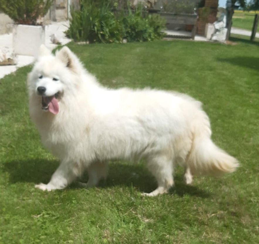 Pomme d'amour dit winnie des merveilles boréales