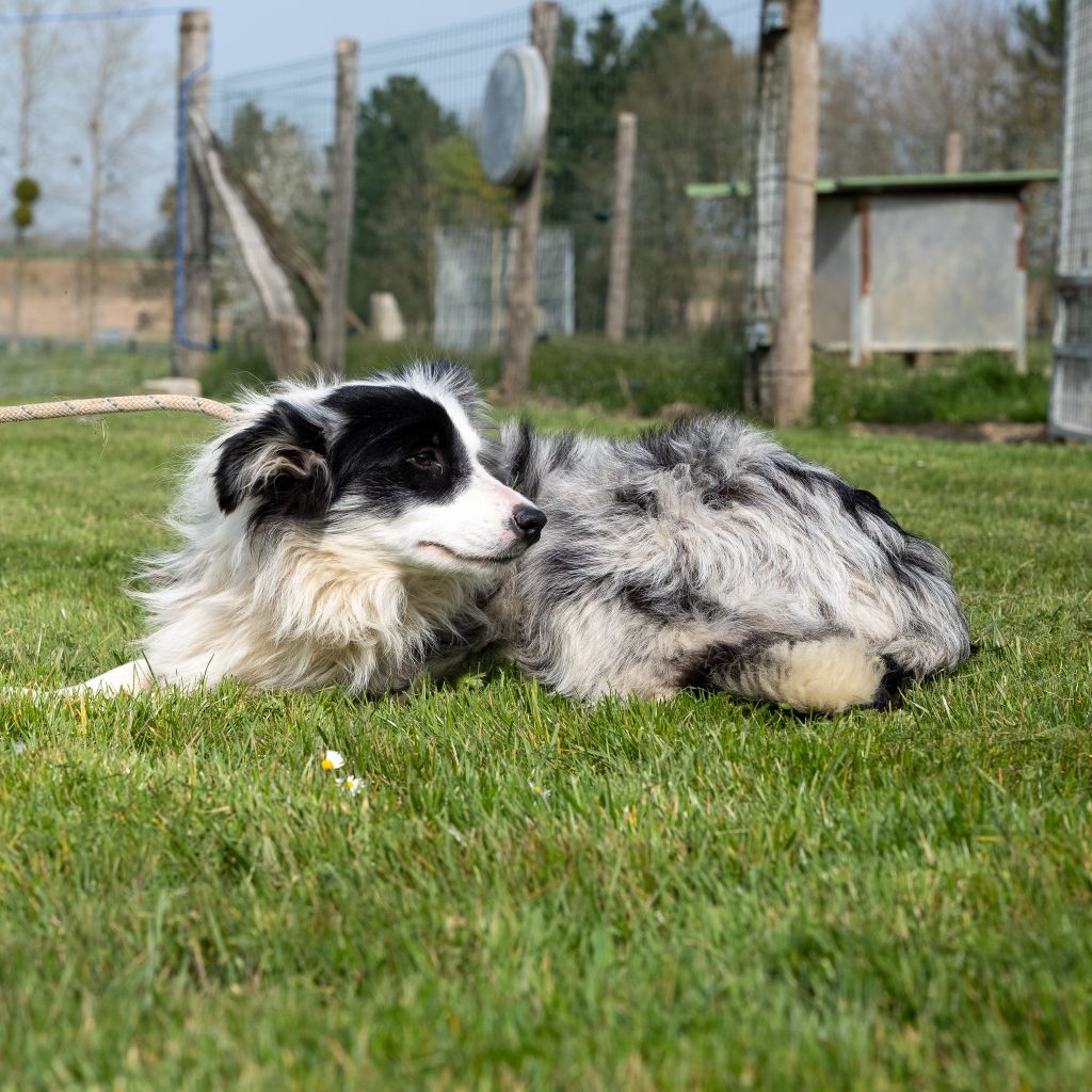 Scarlett Des marais de courmont