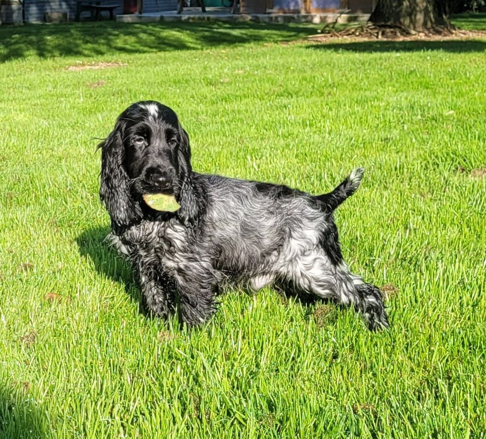 Des marais de courmont - Chiot disponible  - Cocker Spaniel Anglais