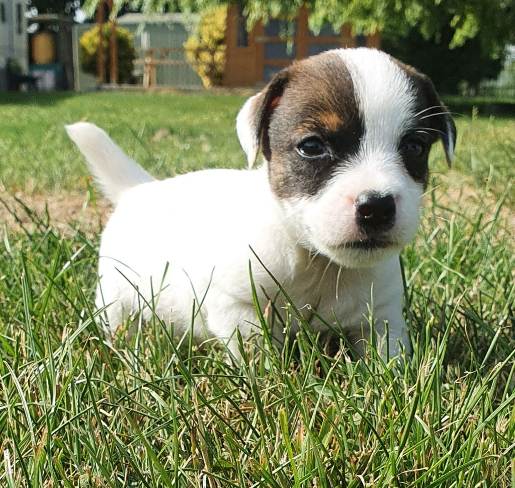 Des marais de courmont - Chiot disponible  - Jack Russell Terrier
