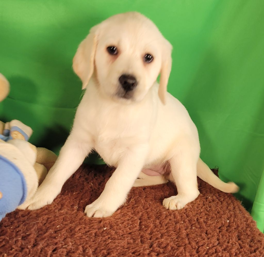 Des marais de courmont - Chiot disponible  - Labrador Retriever