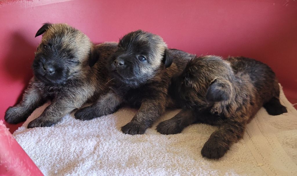 Des marais de courmont - Chiot disponible  - Cairn Terrier