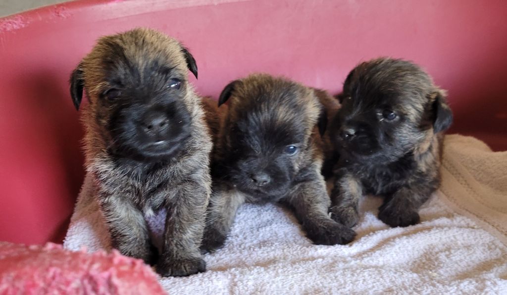 Des marais de courmont - Chiot disponible  - Cairn Terrier