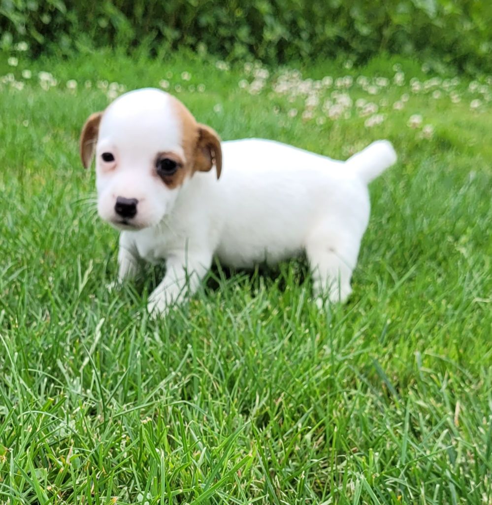 Des marais de courmont - Chiot disponible  - Jack Russell Terrier