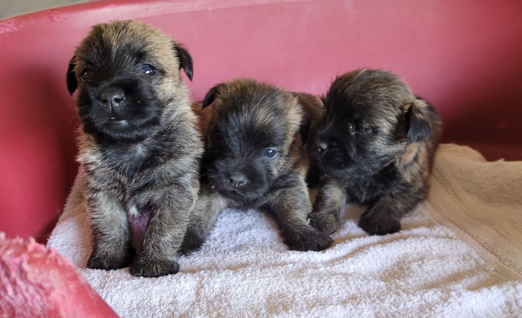 chiot Cairn Terrier Des marais de courmont