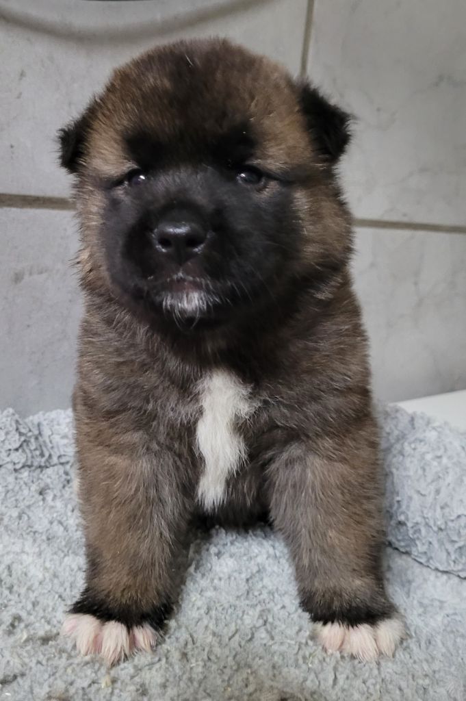 Des marais de courmont - Chiot disponible  - Akita americain