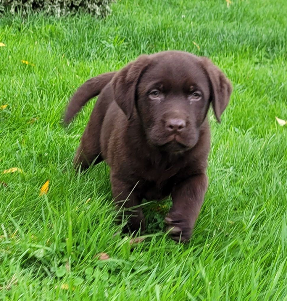 Des marais de courmont - Chiot disponible  - Labrador Retriever